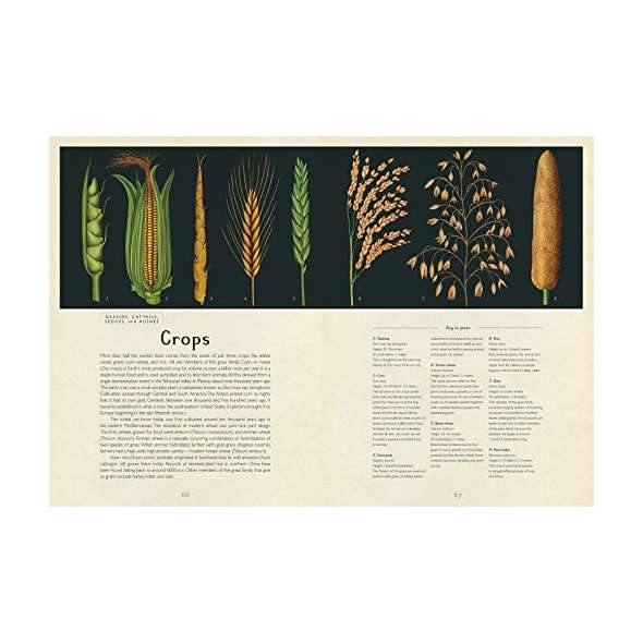 Botanicum: Welcome To The Museum - Book - Paracay