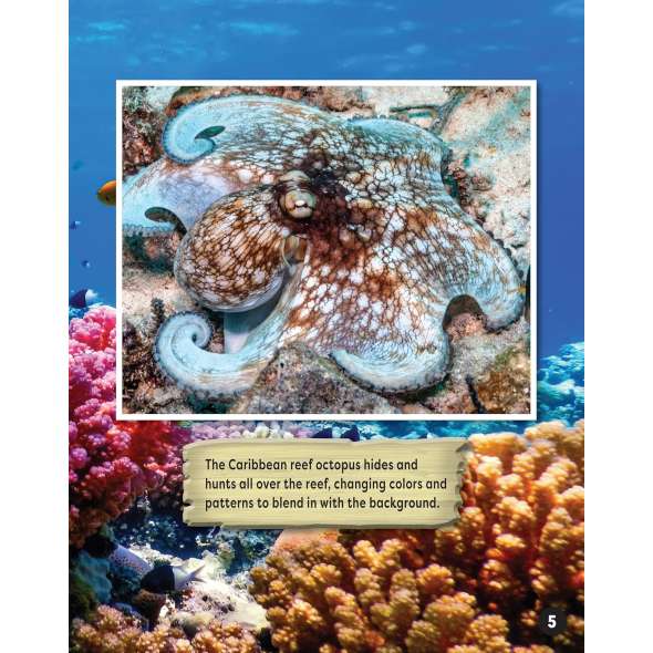 Incredible Creatures Of The Caribbean Sea - Book - Paracay