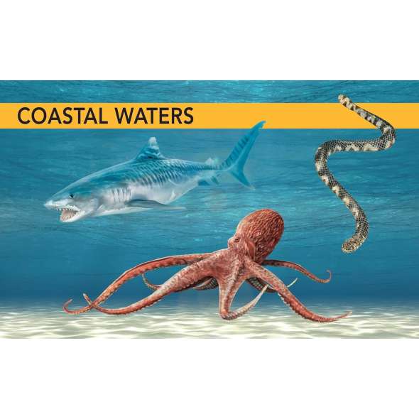 Ocean Creatures: A Spotter'S Guide - Book - Paracay