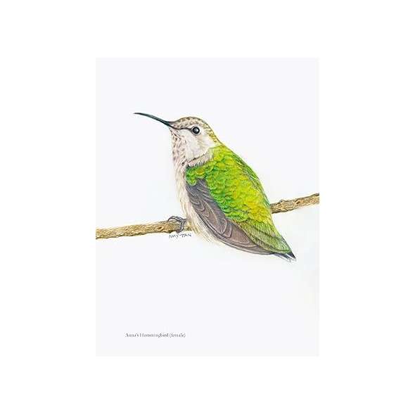 The Backyard Bird Chronicles - Book - Paracay