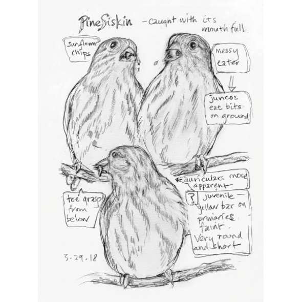 The Backyard Bird Chronicles - Book - Paracay