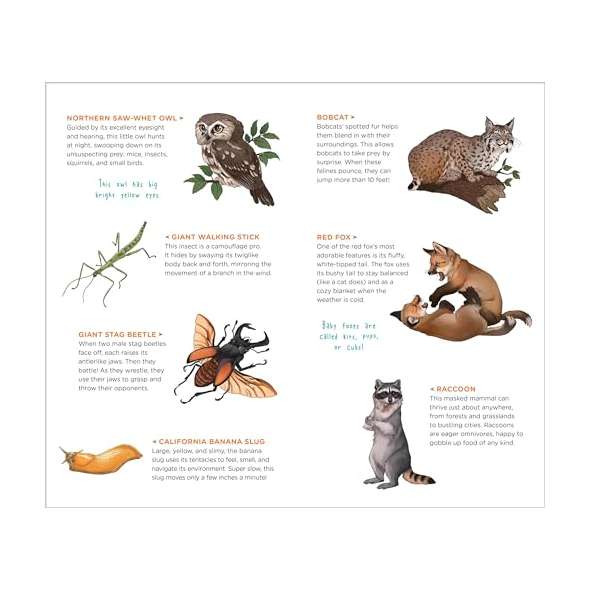 Wild, Wonderful Tattoo Woodland Animals: 60 Temporary Tattoos That Teach - Book - Paracay