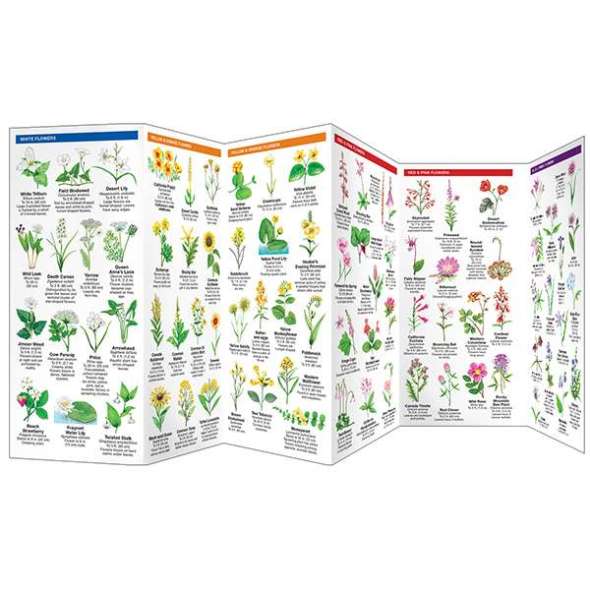 California Trees & Wildflowers - Folding Pocket Guide - Paracay