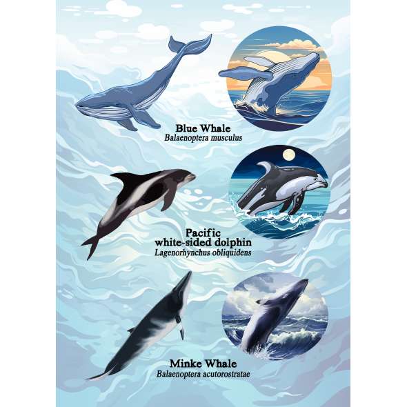 Pacific Northwest Marine Animal - Sticker Book - Paracay
