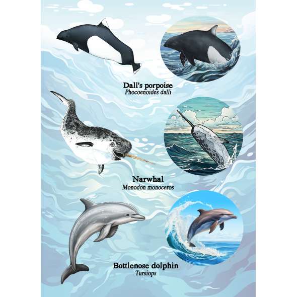 Pacific Northwest Marine Animal - Sticker Book - Paracay