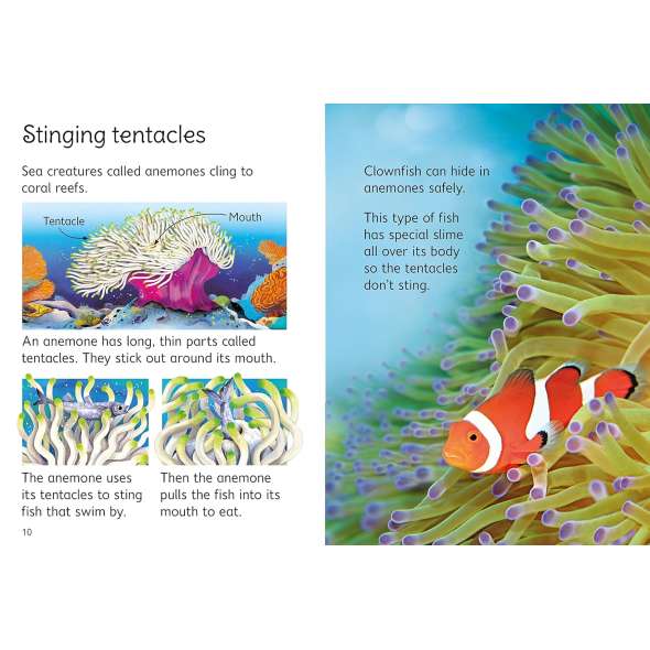 Coral Reefs - Book - Paracay