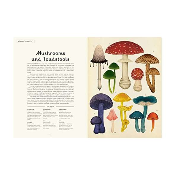 Fungarium: Welcome to the Museum - Book - Paracay