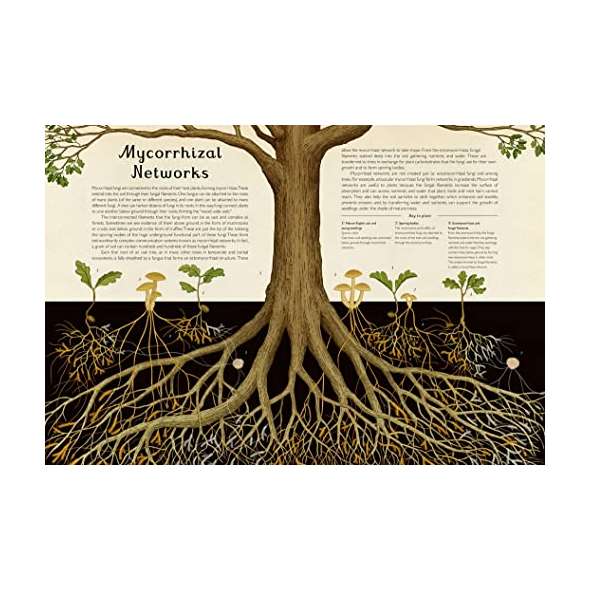Fungarium: Welcome to the Museum - Book - Paracay
