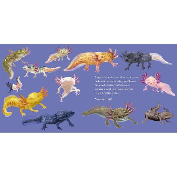 Meet The Wild Things: Hello, I'M An Axolotl - Book - Paracay