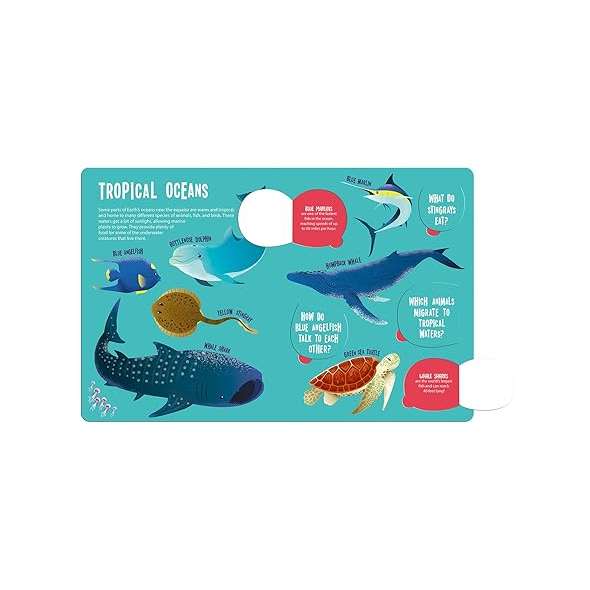 Magic Searchlight - Ocean Animals - Book - Paracay