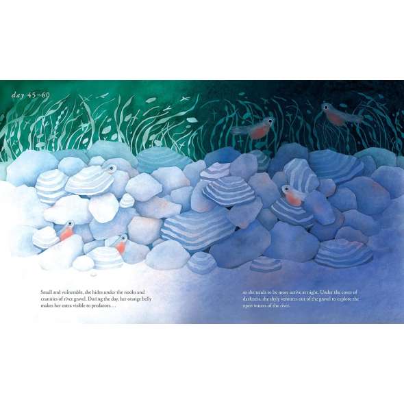Salmon Run: An Epic Journey To The Ocean And Back - Book - Paracay