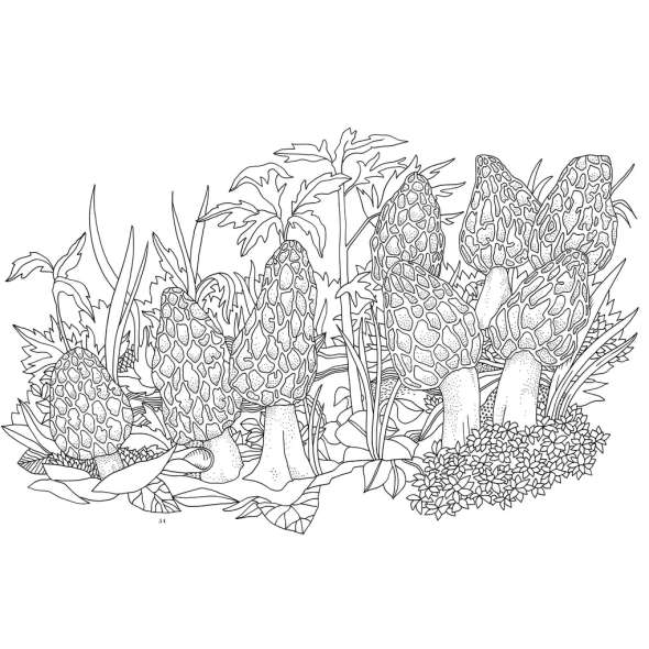 Kew Imaginarium: Magical Mushroom Paradise - Book - Paracay