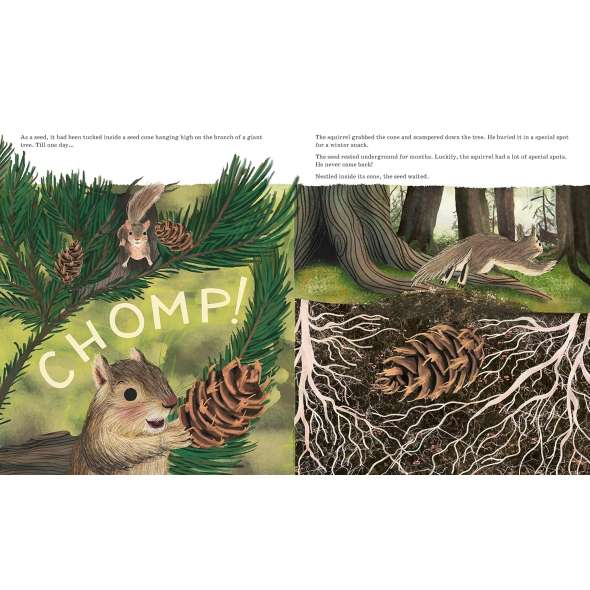Listen to the Language of the Trees: A story of how forests communicate underground - Book - Paracay