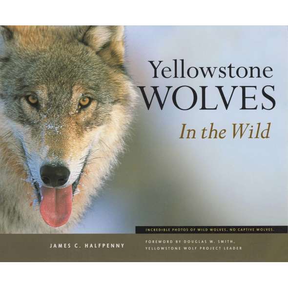 Yellowstone Wolves in the Wild - Book - Paracay