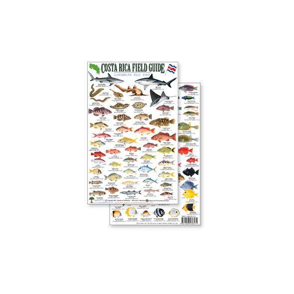 Costa Rica Caribbean Reef Fish, Field Guide (Laminated 2-Sided Card)