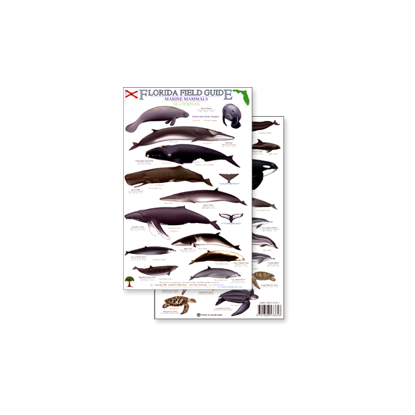 Florida Marine Mammals & Sea Turtles (Laminated 2-Sided Card)