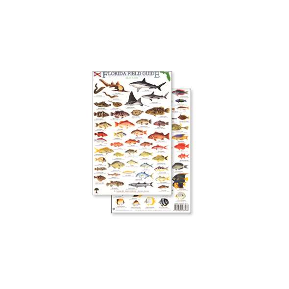 Florida Reef Fish Field Guide (Laminated 2-Sided Card)