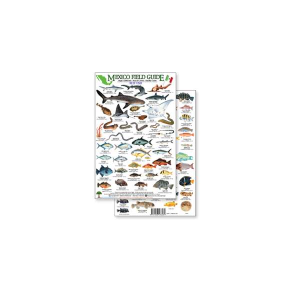 Mexico Field Guide: Baja, Sea of Cortez Reef Fish (Laminated 2-Sided Card)
