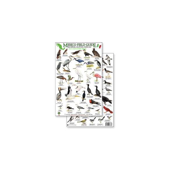 Mexico Field Guide: Baja, Sea of Cortez Sea & Shore Bird Guide (Laminated 2-Sided Card)