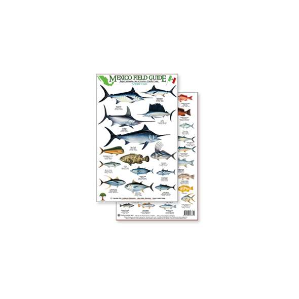 Mexico Field Guide:  Baja, Sea of Cortez Sport Fish (Laminated 2-Sided Card)