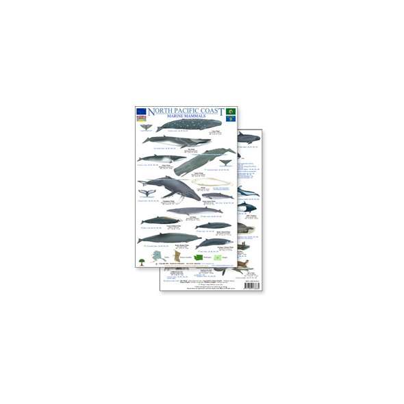 North Pacific Marine Mammal Guide (Laminated 2-Sided Card)