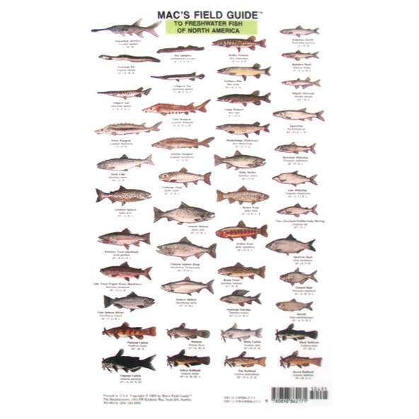 Outdoors, Camping & Travel :: All Outdoors Books :: Fish & Sealife