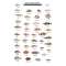 California Coastal Fishes  (Laminated 2-Sided Card)