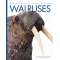 Walruses
