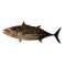 Tuna MAGNET