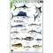Belize Field Guide: Sport Fish