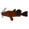 Catfish - Magnet - Paracay