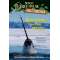 Narwhals and Other Whales - Book - Paracay
