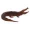 Gator - Magnet - Paracay