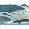 Whales: An Illustrated Celebration - Book - Paracay
