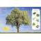 Ultimate Sticker Book Trees and Leaves - Book - Paracay