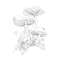 Woodland Wonderland: A Tranquil Coloring Retreat - Book - Paracay