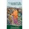 The Coastal Life Of The Pacific Coast - Book - Paracay
