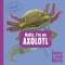 Meet The Wild Things: Hello, I'M An Axolotl - Book - Paracay
