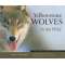 Yellowstone Wolves in the Wild - Book - Paracay