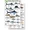 Mexico Field Guide:  Baja, Sea of Cortez Sport Fish (Laminated 2-Sided Card)