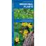 Medicinal Plants