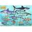 Pacific Coast / Pacific Northwest Field Guides :Northwest Pacific Coast Sharks & Rays