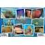 Fish & Sealife Identification Guides :Caribbean Coral Identification Guide LAMINATED CARD