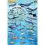 Pacific Northwest Ocean & Kelp Creatures Guide LAMINATED CARD