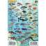 Pacific Northwest Ocean & Kelp Creatures Guide LAMINATED CARD