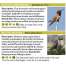Bird Identification Guides :Pacific Northwest Birds: Forest & Mountains: A Pocket Reference