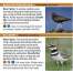 Pacific Northwest Birds: Lowlands & Coast: A Pocket Reference