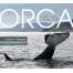 Marine Mammals :Orca: Shared Waters, Shared Home