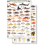 Panama Field Guide, Caribbean Reef Fish (Laminated 2-Sided Card)
