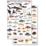 Panama Pacific Reef Fish (Laminated 2-Sided Card)